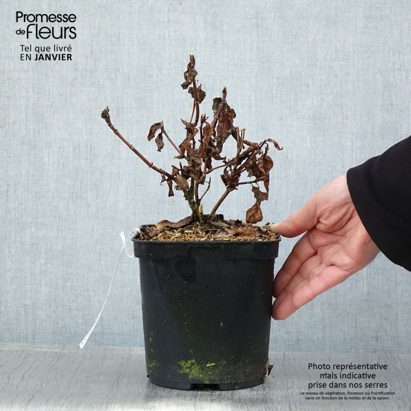 Amostra de Hortênsia serrata Impératrice Eugénie Vaso de 2 L/3 L tal como entregue no inverno