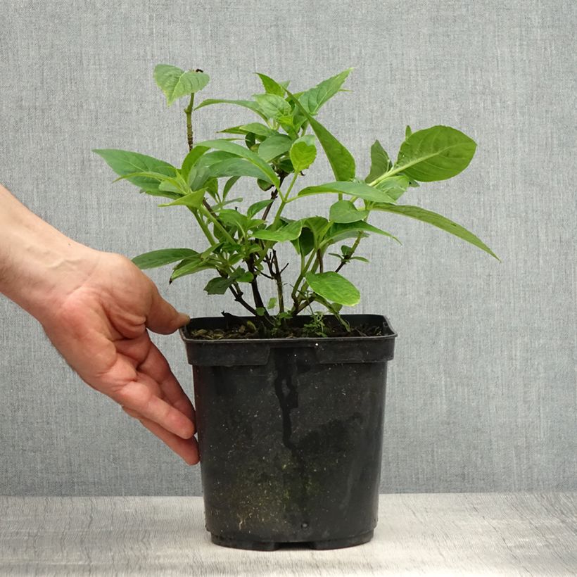 Amostra de Hortênsia serrata Impératrice Eugénie Vaso de 2 L/3 L tal como entregue na primavera