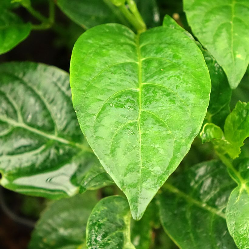 Hortênsia serrata Impératrice Eugénie (Folhagem)