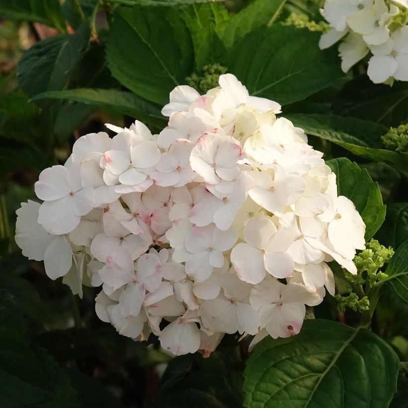 Hortênsia serrata Impératrice Eugénie (Floração)