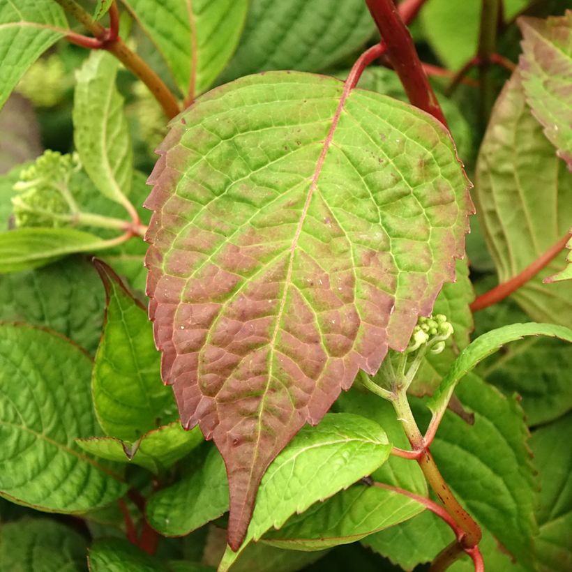 Hortênsia Klaveren (Folhagem)