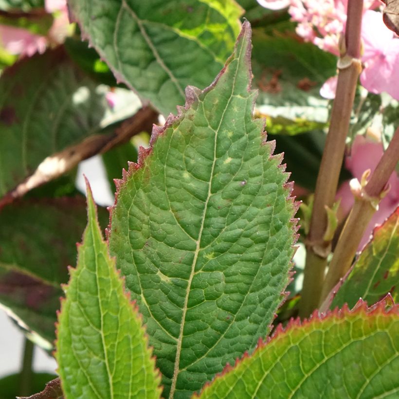 Hortênsia serrata Koreana (Folhagem)