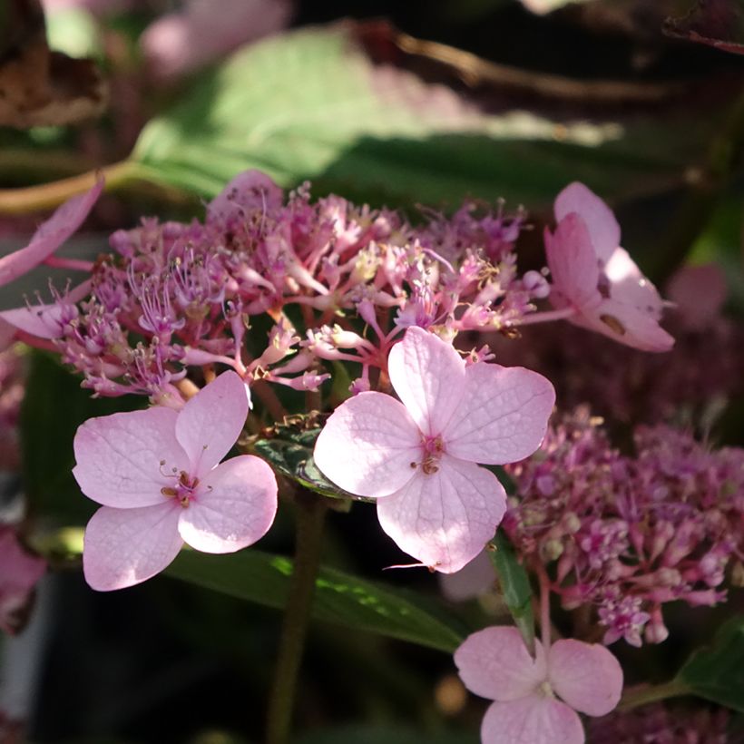 Hortênsia serrata Koreana (Floração)