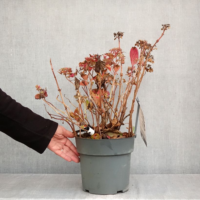 Amostra de Hortênsia serrata Koreana Vaso de 6 L/7 L tal como entregue no outono