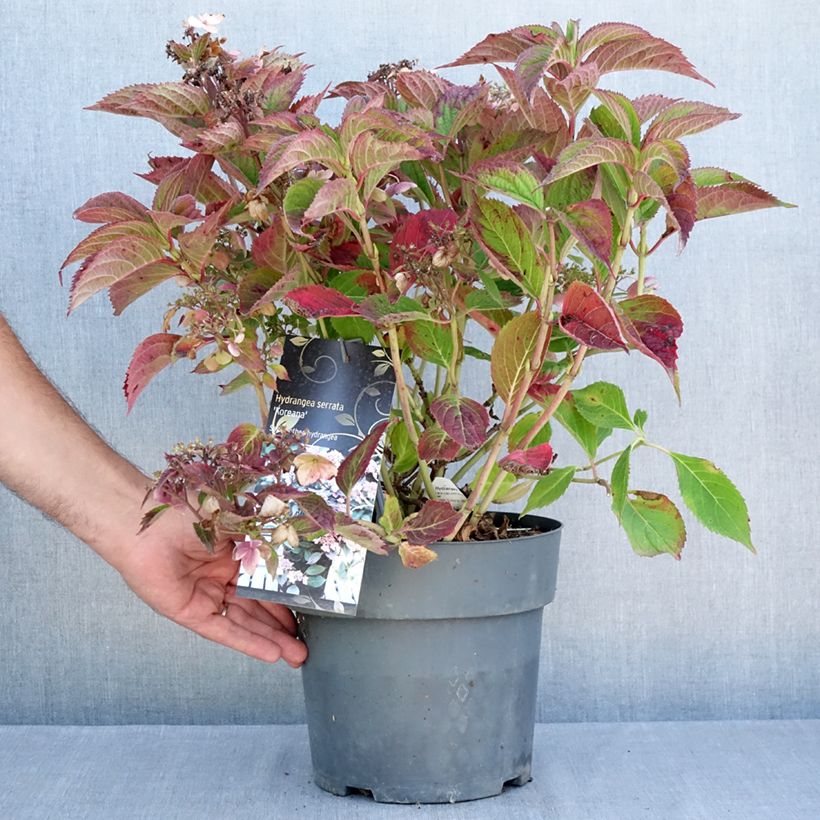 Amostra de Hortênsia serrata Koreana Vaso de 6 L/7 L tal como entregue no verão