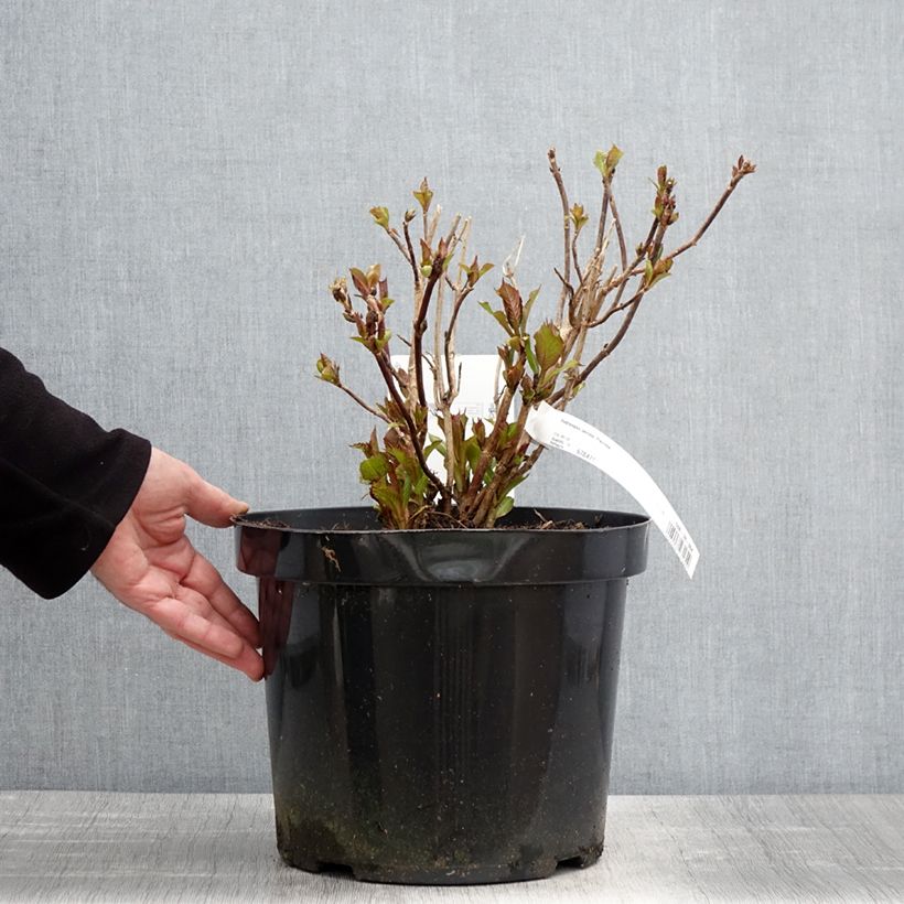 Amostra de Hortensia - Hydrangea serrata Precioza Vaso de 7,5 L/10 L tal como entregue na primavera