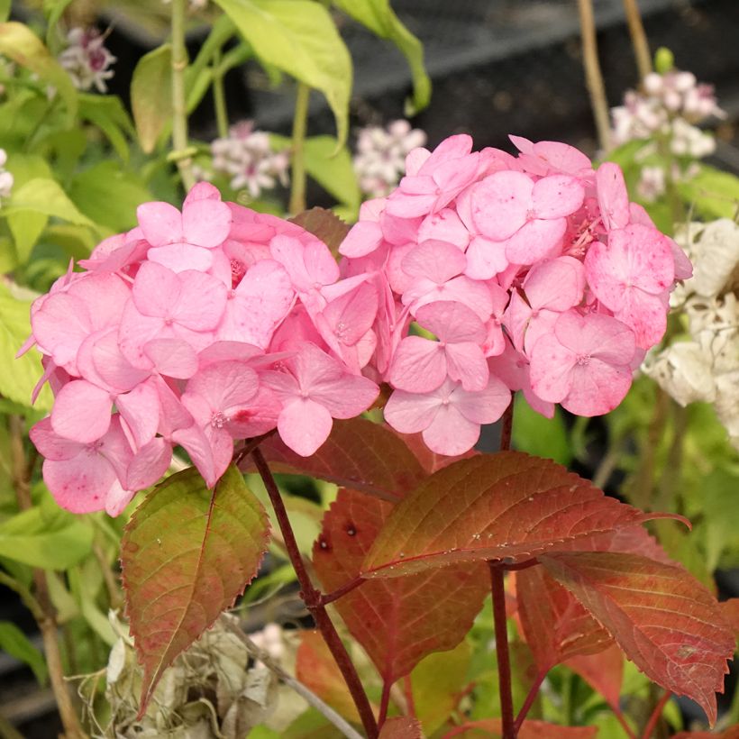 Hortênsia serrata Precioza (Floração)