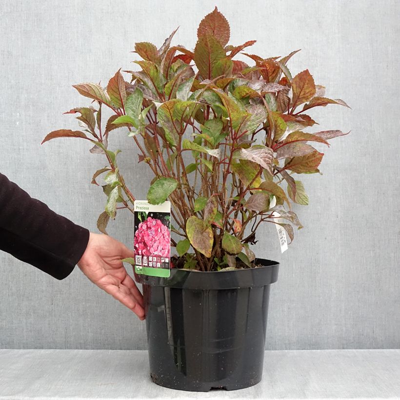 Amostra de Hortênsia serrata Precioza Vaso de 7,5 L/10 L tal como entregue no outono