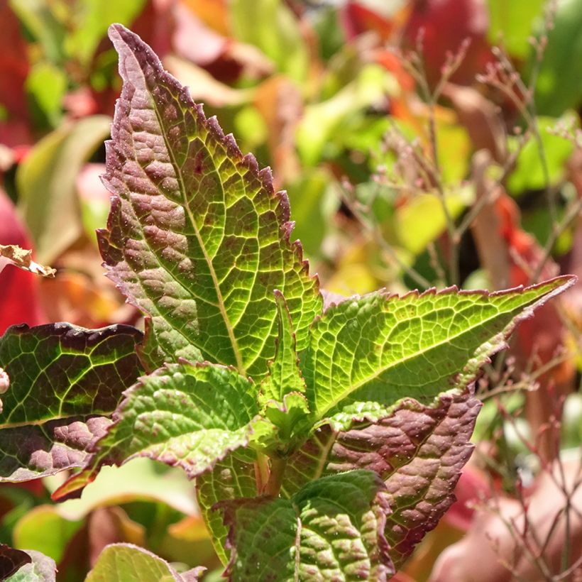 Hortênsia serrata Summer Glow (Folhagem)