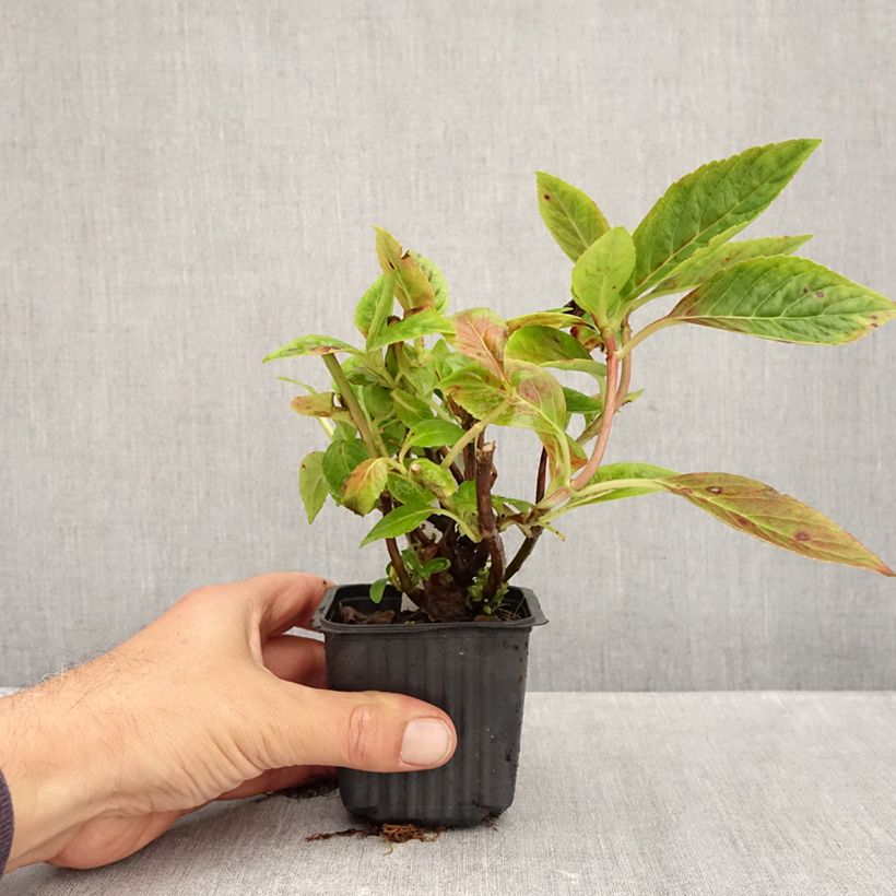 Amostra de Hortênsia serrata Summer Glow Vaso de 8/9 cm tal como entregue no outono