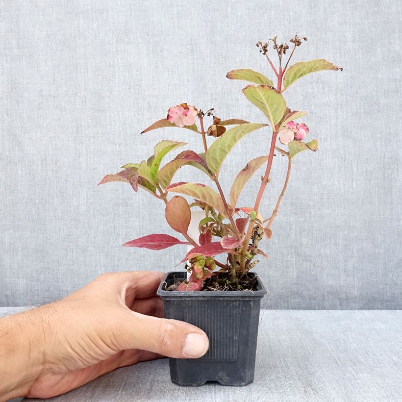 Amostra de Hortênsia serrata Summer Glow Vaso de 8/9 cm tal como entregue no verão