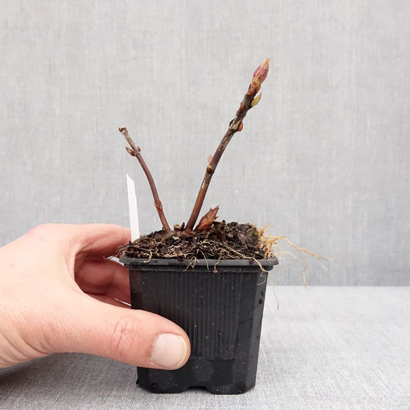 Amostra de Hortensia - Hydrangea serrata Summer Glow Vaso de 8/9 cm tal como entregue no inverno