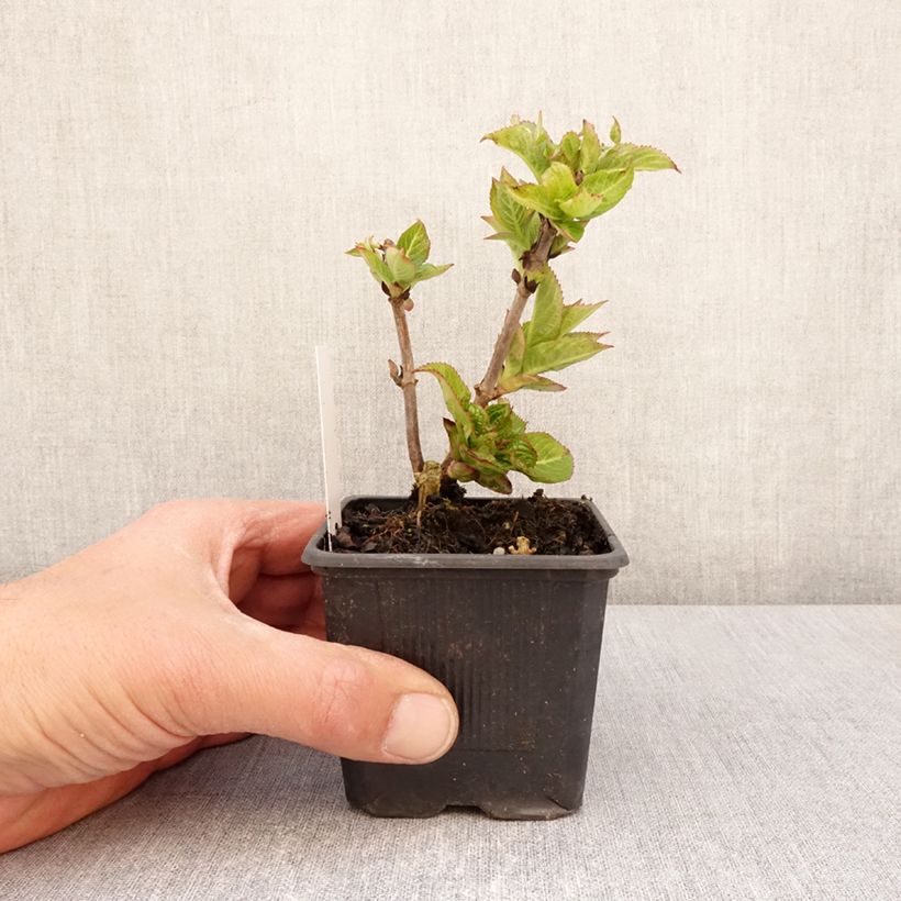 Amostra de Hortênsia serrata Summer Glow Vaso de 8/9 cm tal como entregue na primavera