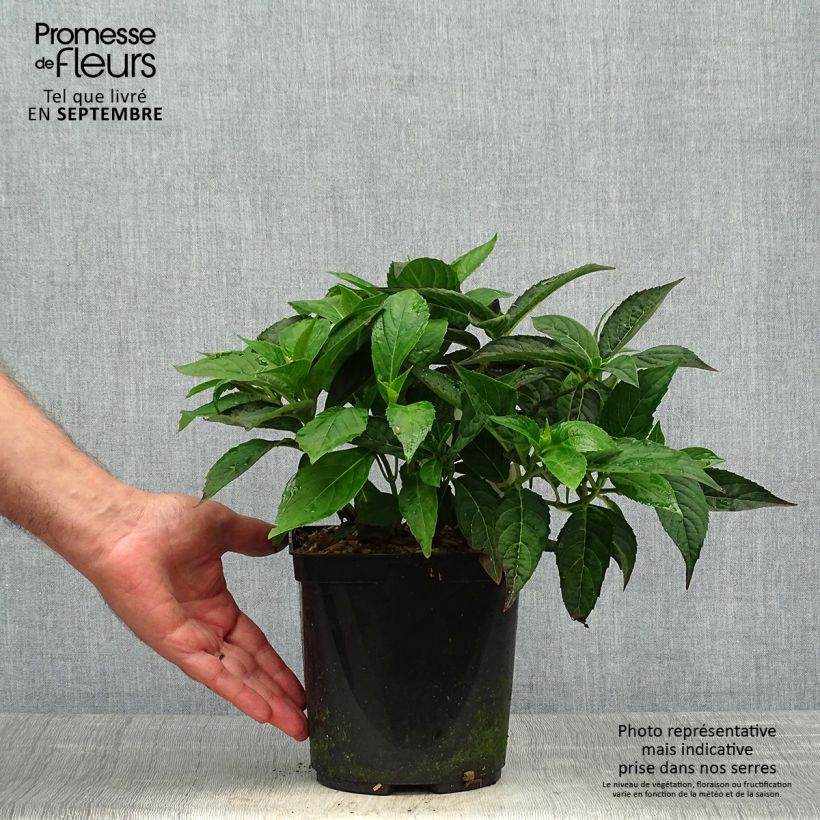Amostra de Hortênsia serrata Tiara Vaso de 2 L/3 L tal como entregue no outono