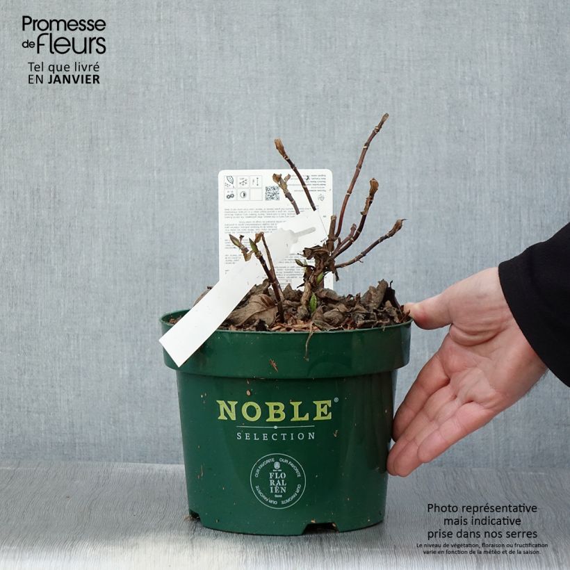 Amostra de Hortensia - Hydrangea serrata Veerle Vaso de 3 L/4 L tal como entregue no inverno