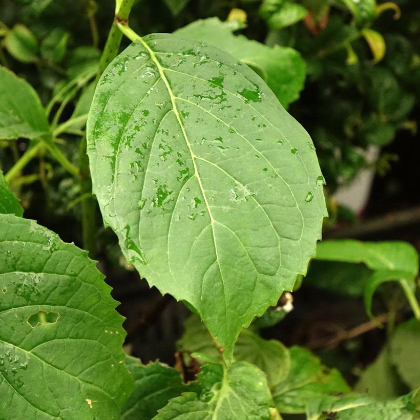 Hortênsia serrata Vicomte de Kerlot (Folhagem)
