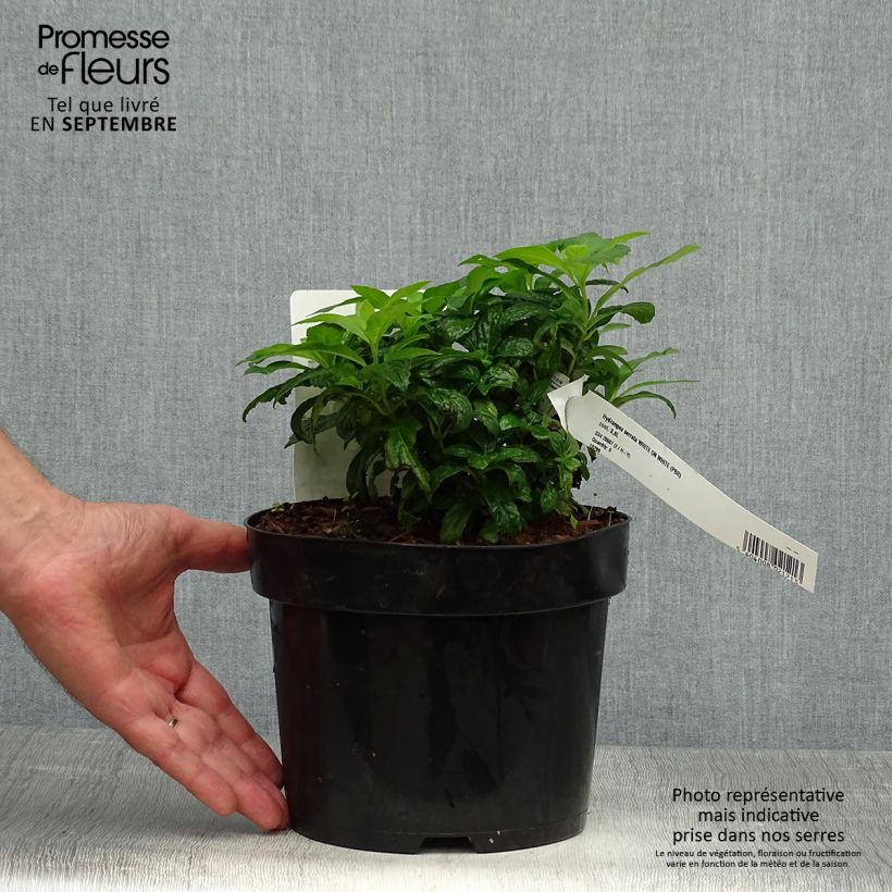 Amostra de Hortênsia serrata White on White Vaso de 3 L/4 L tal como entregue no outono