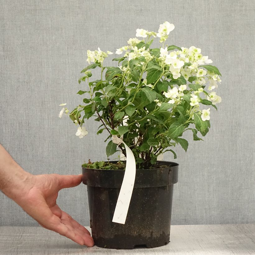 Amostra de Hortênsia serrata White on White Vaso de 3 L/4 L tal como entregue no verão