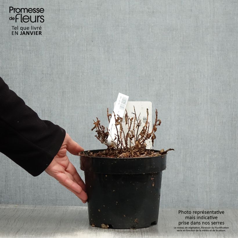 Amostra de Hortênsia serrata White on White Vaso de 3 L/4 L tal como entregue no inverno