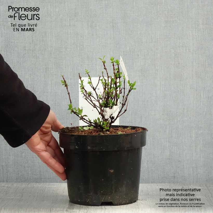 Amostra de Hortênsia serrata White on White Vaso de 3 L/4 L tal como entregue na primavera