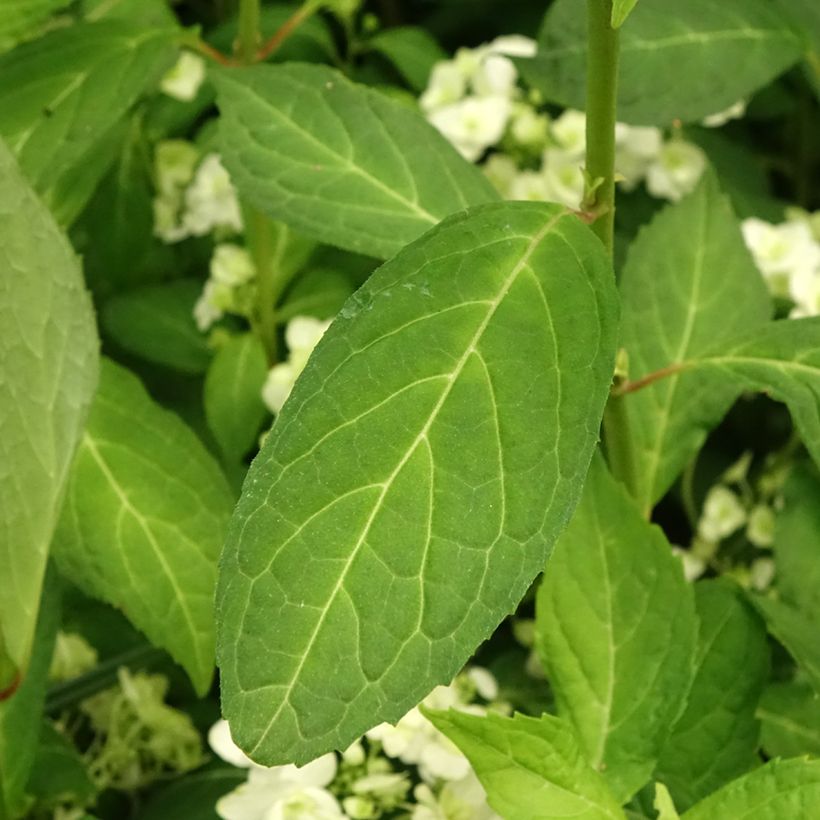Hortênsia serrata White on White (Folhagem)
