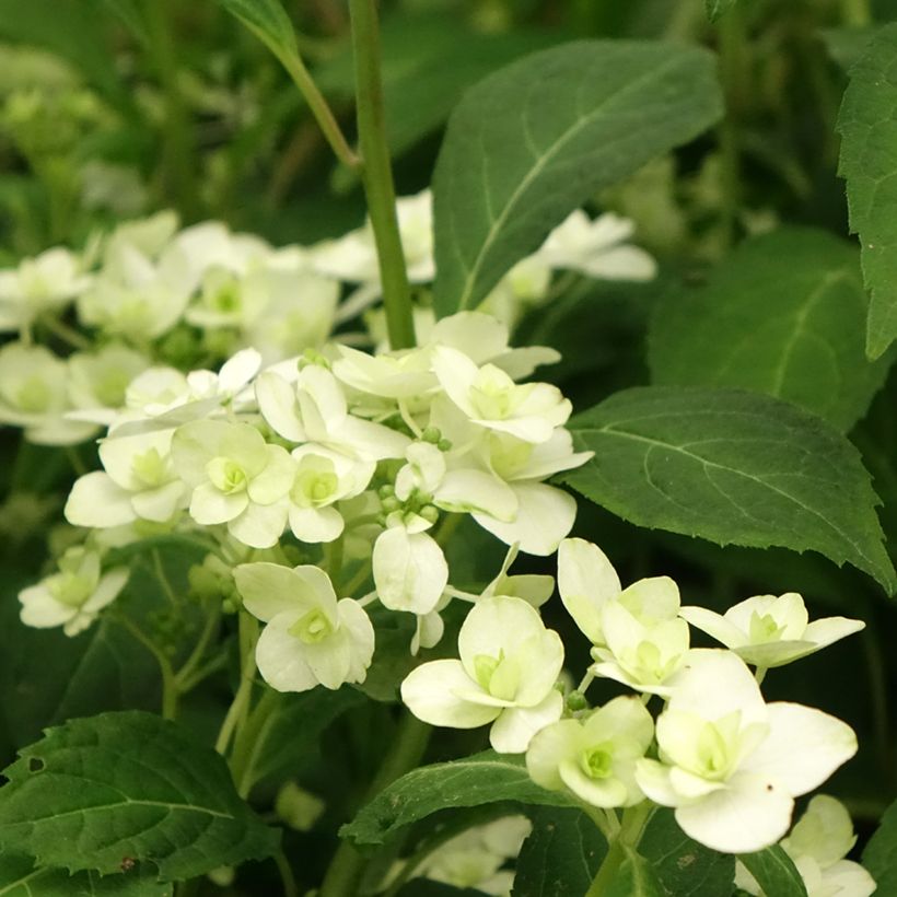 Hortênsia serrata White on White (Floração)