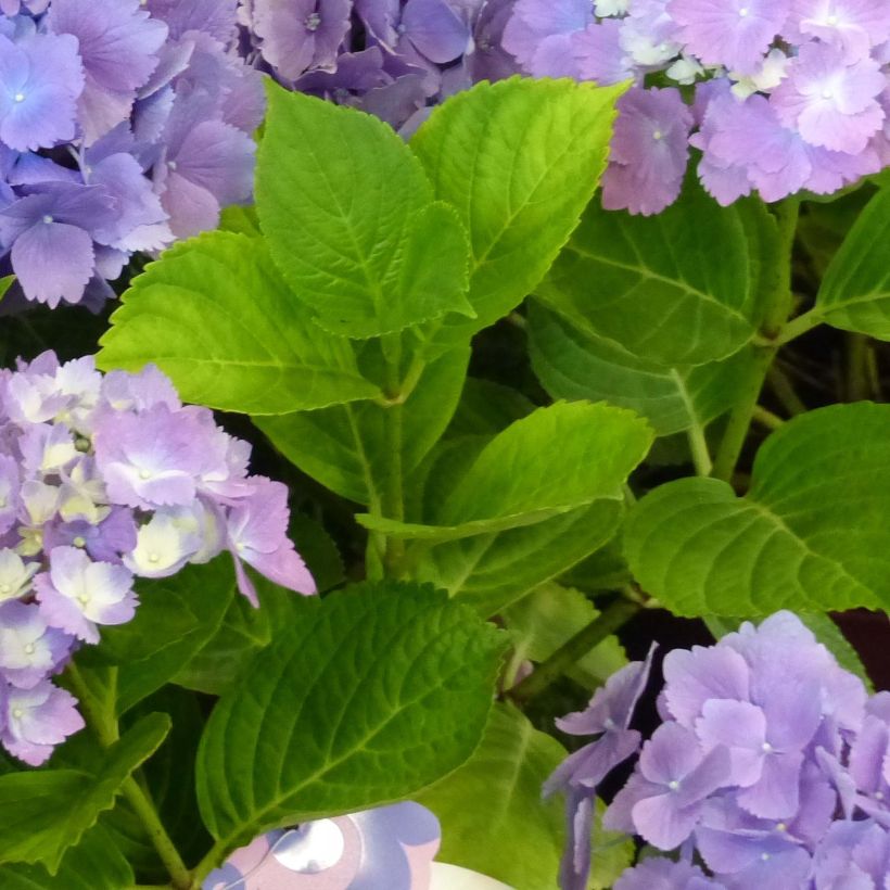 Hortênsia macrophylla L.A Dreamin (Folhagem)