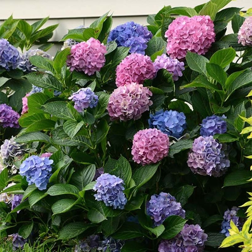 Hortênsia macrophylla L.A Dreamin (Floração)