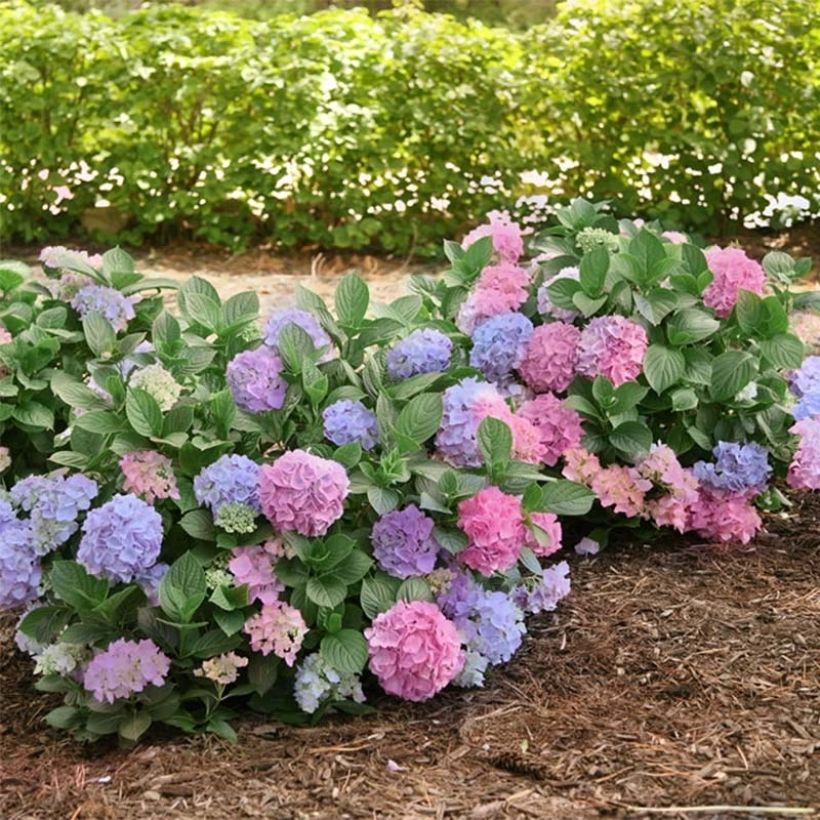 Hortênsia macrophylla L.A Dreamin (Hábito)