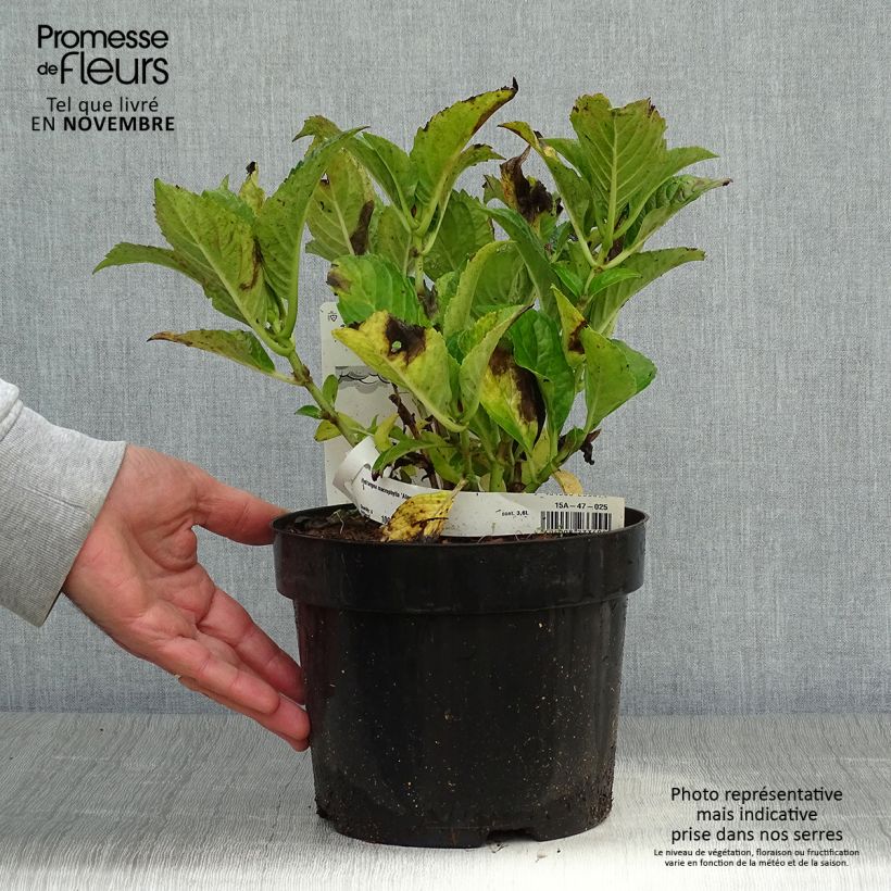 Amostra de Hortênsia macrophylla Alpenglühen Vaso de 2 L/3 L tal como entregue no outono