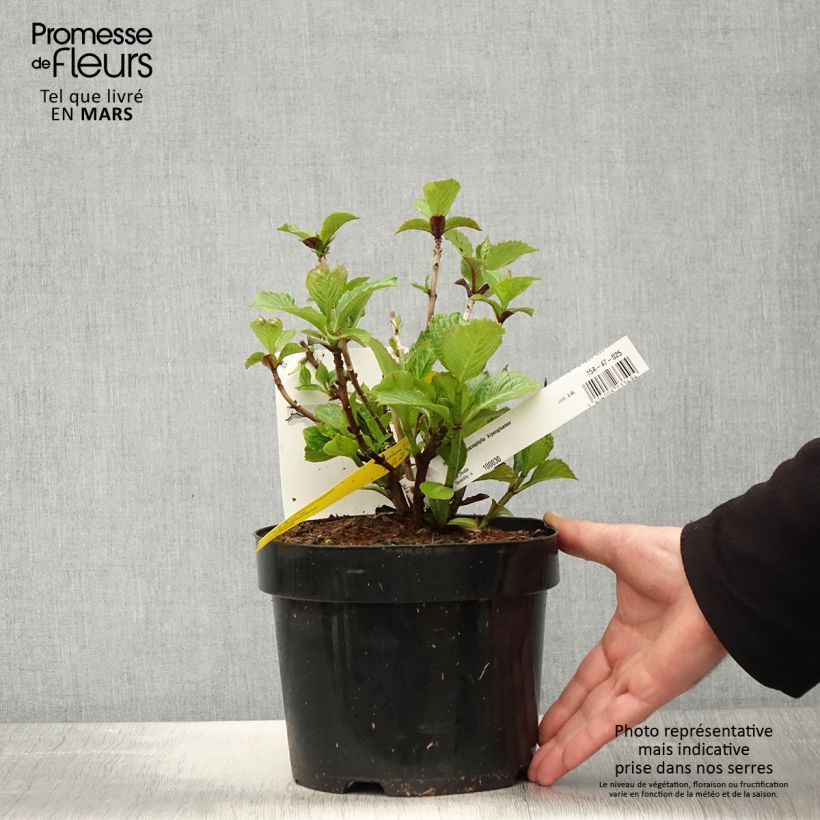 Amostra de Hortênsia macrophylla Alpenglühen Vaso de 2 L/3 L tal como entregue na primavera