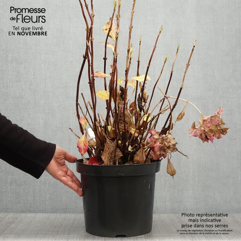 Amostra de Hortênsia macrophylla Alpenglühen Vaso de 7,5 L/10 L tal como entregue no outono