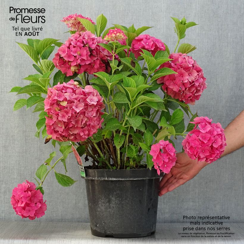 Amostra de Hortênsia macrophylla Alpenglühen Vaso de 7,5 L/10 L tal como entregue no verão