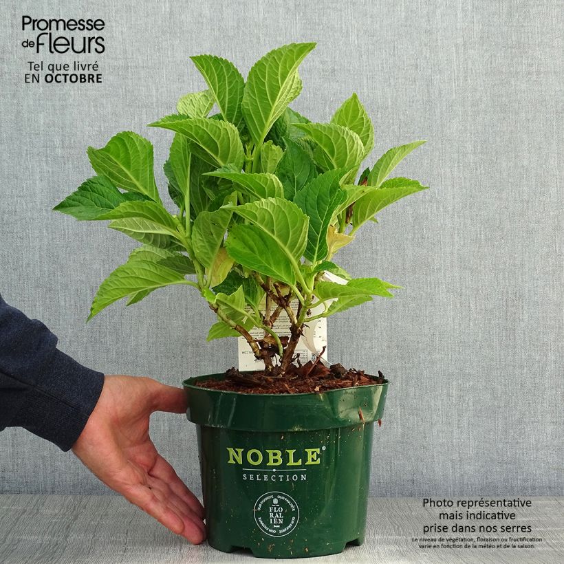 Amostra de Hortênsia macrophylla Belle Séduction Vaso de 3 L/4 L tal como entregue no outono