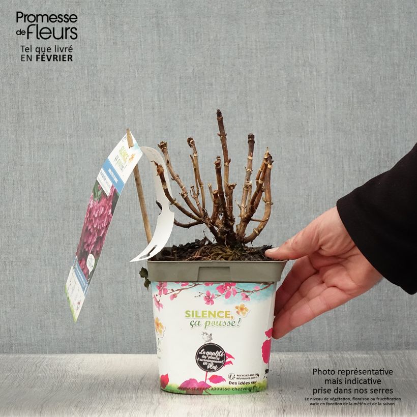 Amostra de Hortensia macrophylla Constellation Vaso de 2 L/3 L tal como entregue no inverno