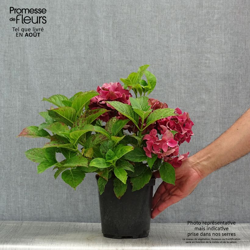 Amostra de Hortênsia macrophylla Eughen Hahn Vaso de 2 L/3 L tal como entregue no verão