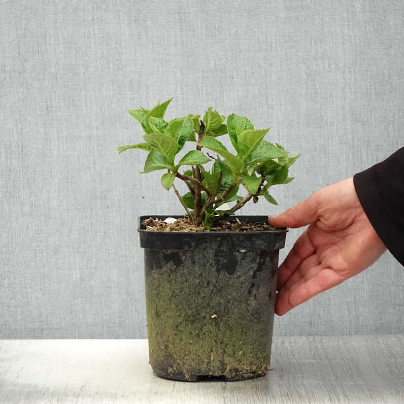 Amostra de Hortênsia macrophylla Eughen Hahn Vaso de 2 L/3 L tal como entregue na primavera