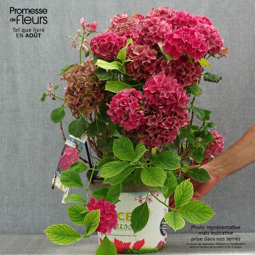 Amostra de Hortênsia macrophylla Eughen Hahn Vaso de 7,5 L/10 L tal como entregue no verão