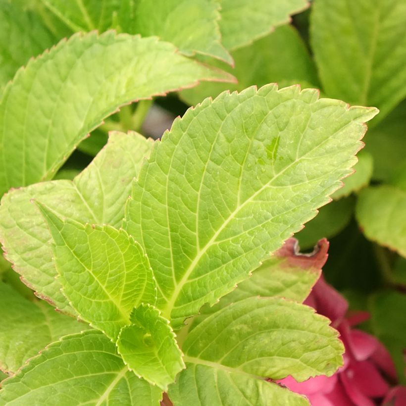 Hortênsia macrophylla Eughen Hahn (Folhagem)