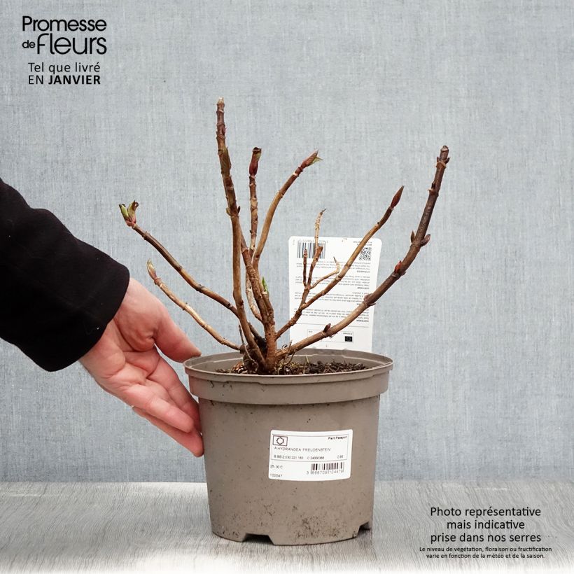 Amostra de Hortensia macrophylla Freudenstein Vaso de 2 L/3 L tal como entregue no inverno