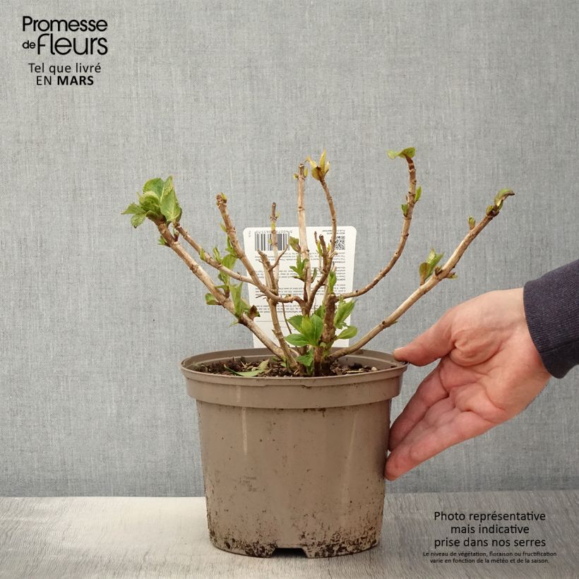 Amostra de Hortênsia macrophylla Freudenstein - Hydrangea macrophylla Vaso de 2 L/3 L tal como entregue na primavera