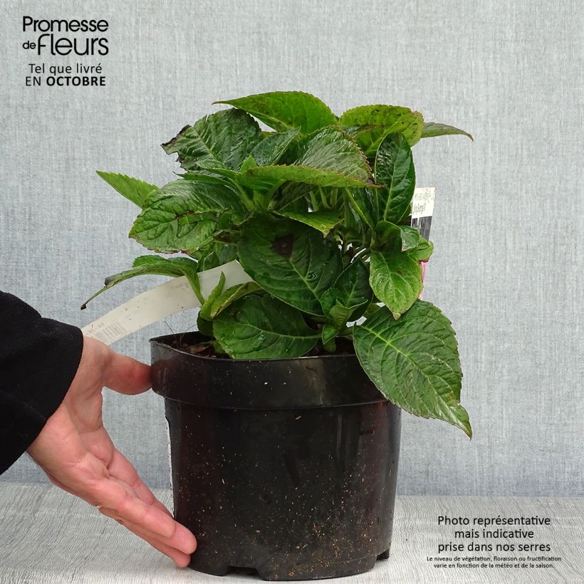 Amostra de Hortênsia macrophylla King George V Vaso de 2 L/3 L tal como entregue no outono