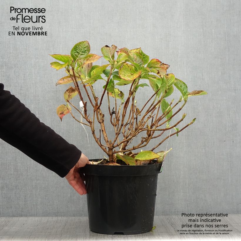 Amostra de Hortênsia macrophylla King George V Vaso de 7,5 L/10 L tal como entregue no outono