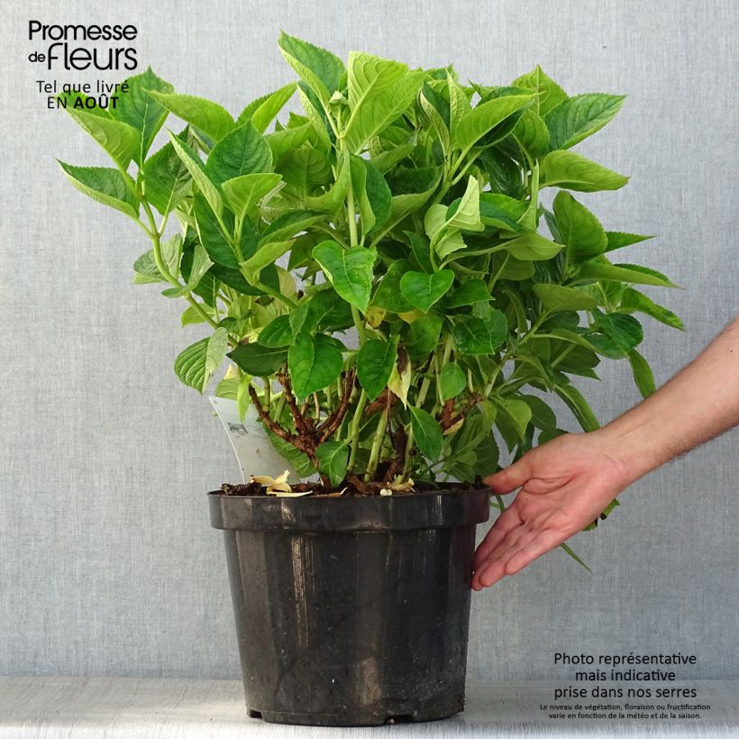 Amostra de Hortênsia macrophylla King George V Vaso de 7,5 L/10 L tal como entregue no verão