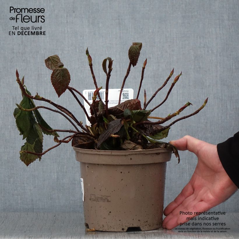 Amostra de Hortênsia macrophylla Lanarth White Vaso de 2 L/3 L tal como entregue no outono