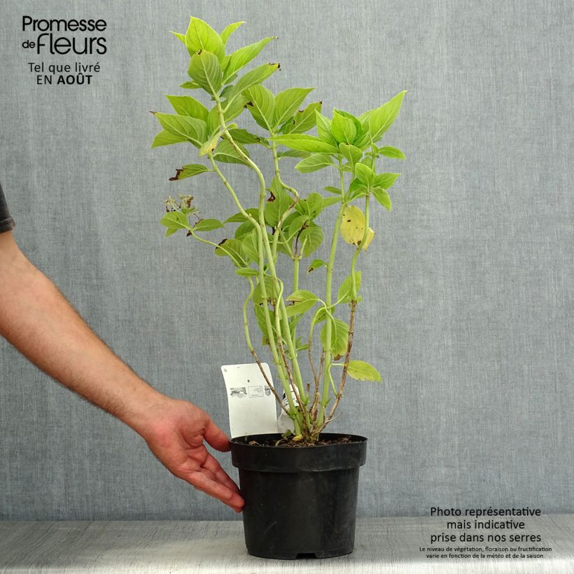 Amostra de Hortênsia macrophylla Lanarth White Vaso de 2 L/3 L tal como entregue no verão