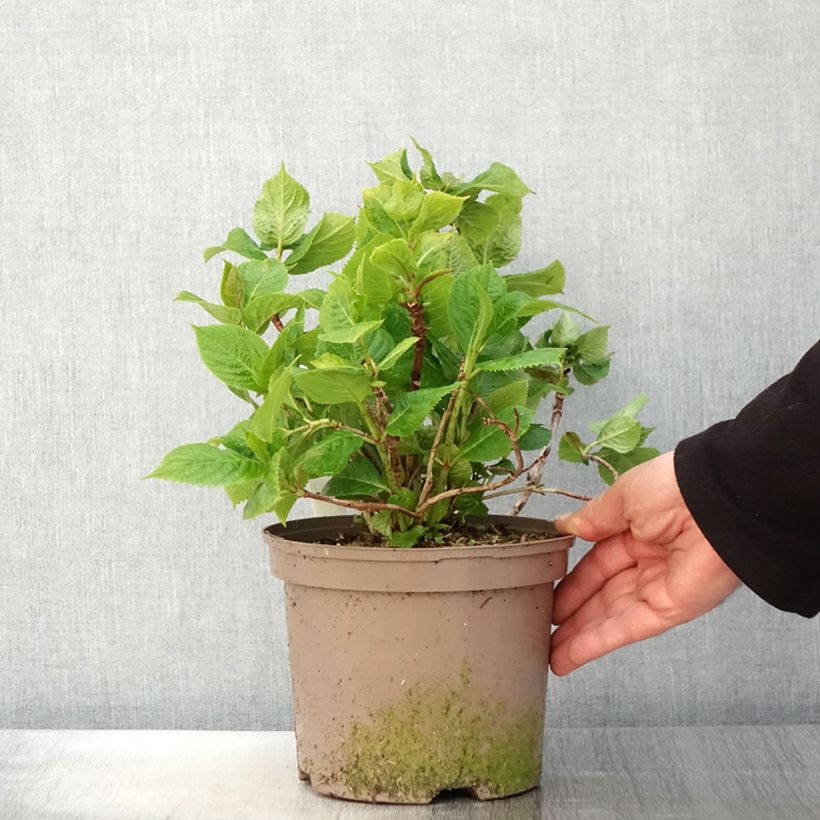 Amostra de Hortênsia macrophylla Lanarth White Vaso de 2 L/3 L tal como entregue na primavera