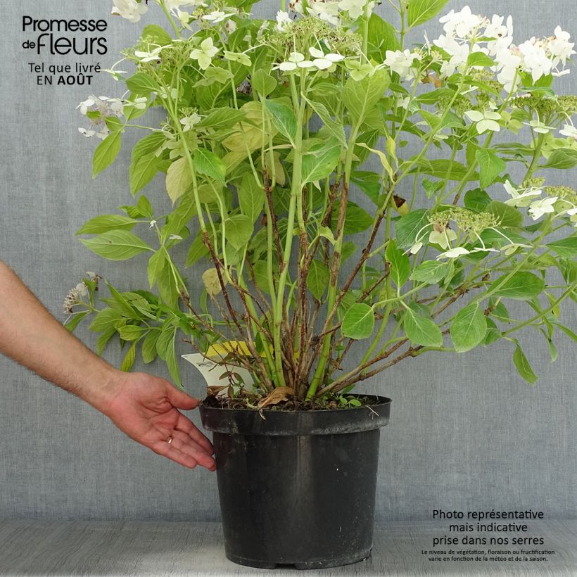 Amostra de Hortênsia macrophylla Lanarth White Vaso de 7,5 L/10 L tal como entregue no verão