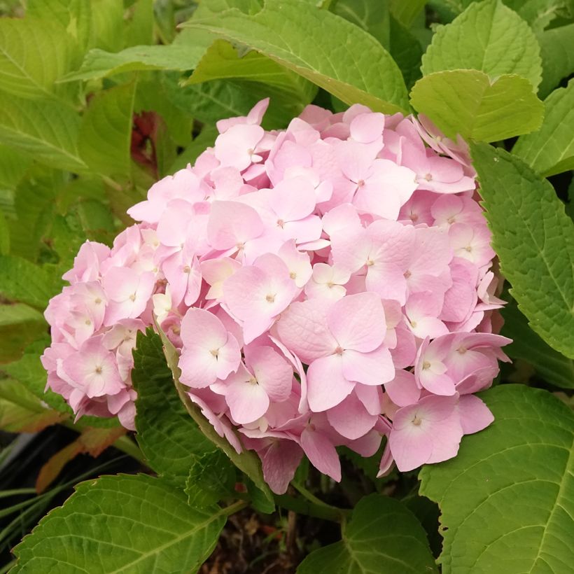 Hortênsia macrophylla Madame Plumecoq (Floração)