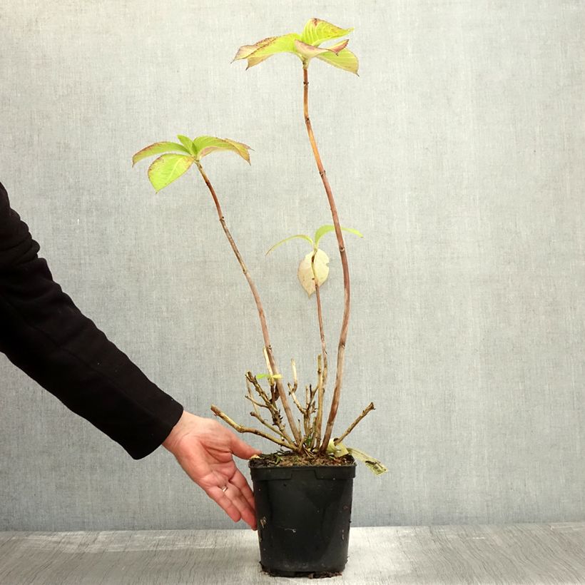 Amostra de Hortênsia macrophylla Madame Plumecoq Vaso de 2 L/3 L tal como entregue no outono